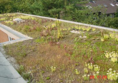Dachbegrünung